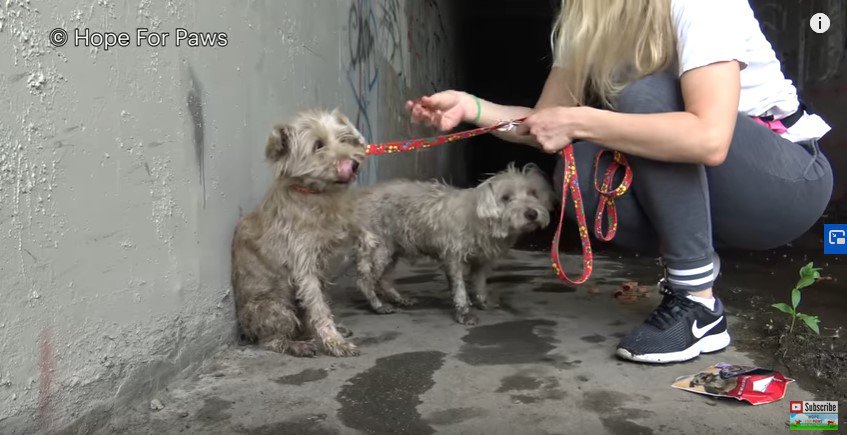 リードをつけられた犬