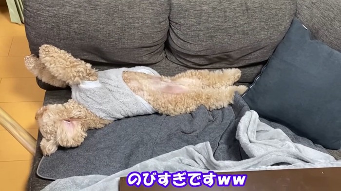 のびのびと寝る犬