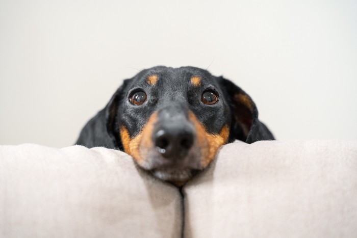 正面を見ている犬