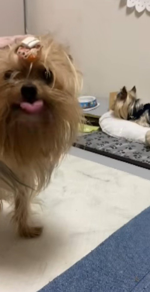 カメラを見つめるメスの老犬