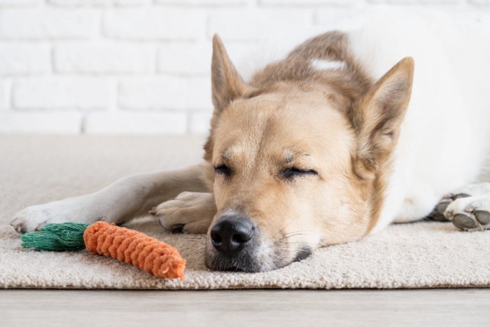 おもちゃの隣で眠る犬