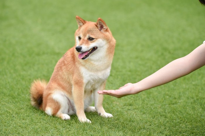 差し出した手を無視する柴犬