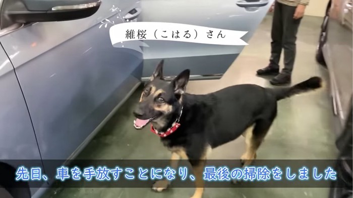 車の前にいる犬