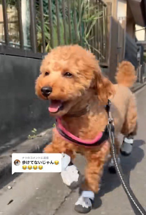 上手に歩けています♪