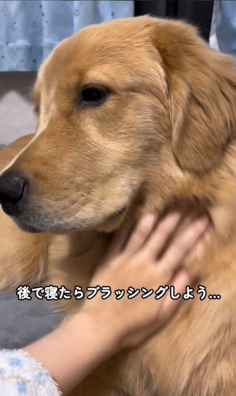 上を向いてほしい飼い主さんVSモンガータくん⑩