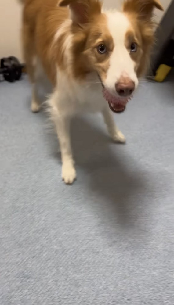 ボールをくわえるボーダーコリー