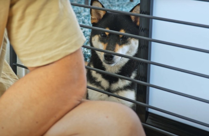 ご飯を食べる子犬を見つめる母犬