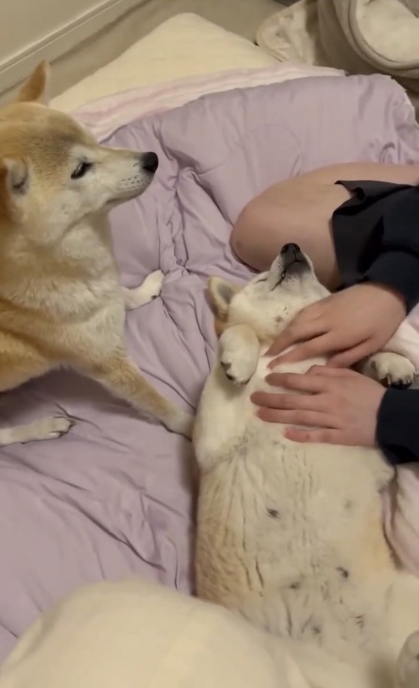 仰向けで寝る犬と座っている犬