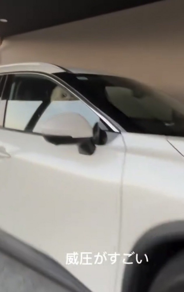 窓からこちらを見る犬