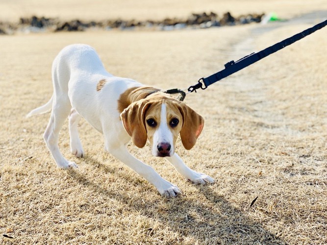 リードで引っ張られている犬