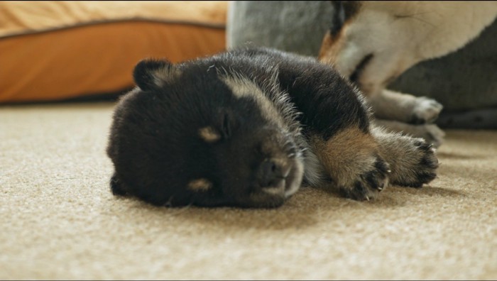 地面に横になって眠る黒い子犬