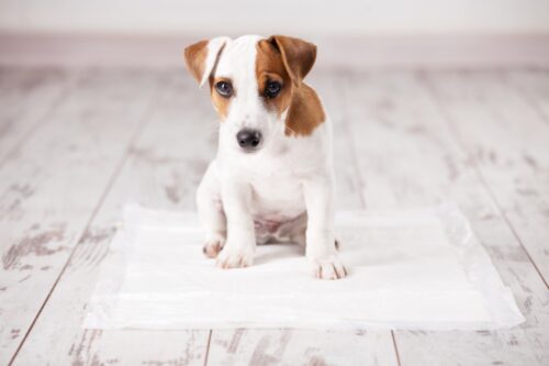 ペットシーツの上に座る犬