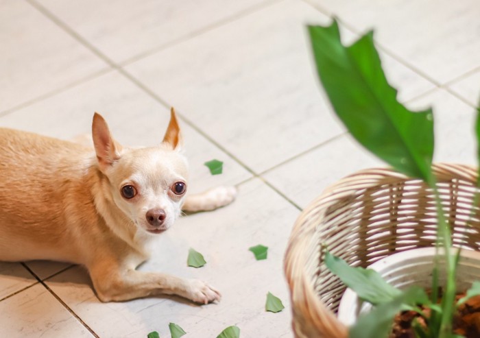 いたずらした犬