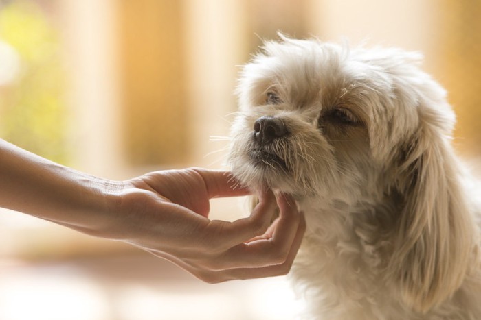 心地よさそうにあごをなでられている犬