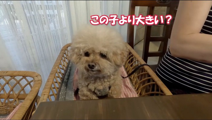 椅子に座る茶色い犬