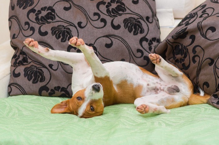 足を伸ばして仰向けで寝転がる犬