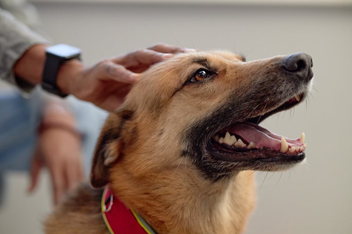 飼い主に撫でられて満足そうな犬