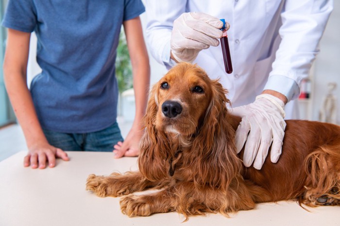 診察中の犬