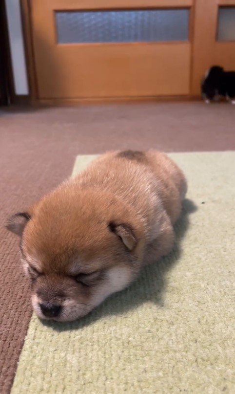 2匹の赤ちゃん犬4