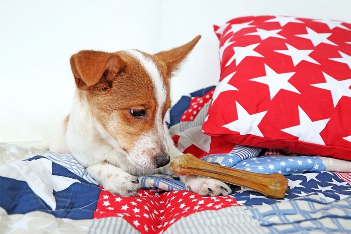 ベッドの上で骨を見つめる犬