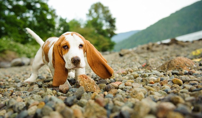 バセットハウンドの子犬