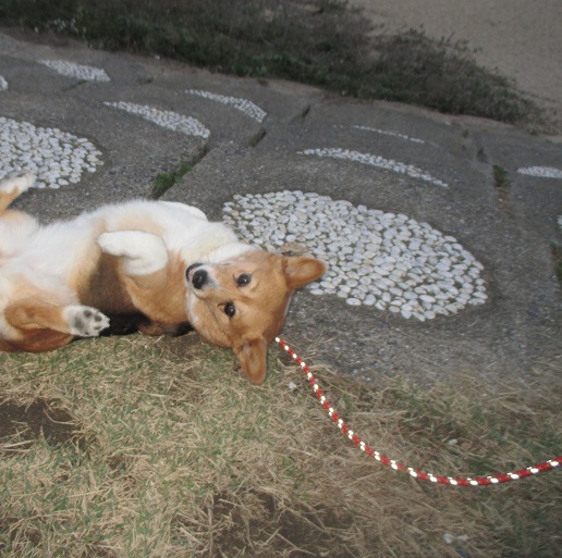 散歩中寝転がる犬