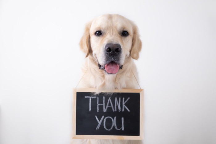Thankyouの看板を首からさげた犬