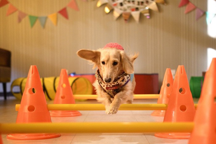 屋内アジリティーをする犬