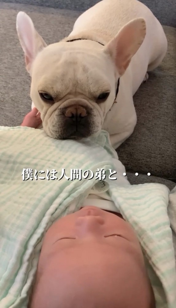 赤ちゃんを見守る犬