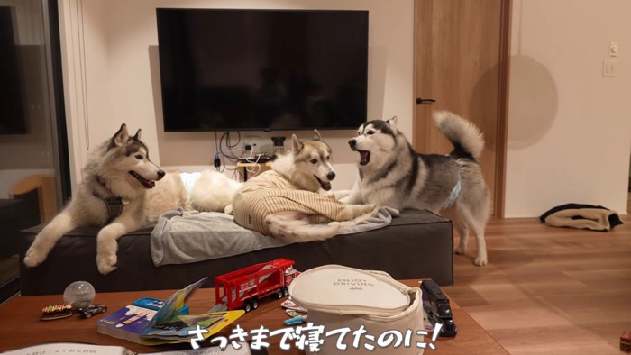 ヴァルくんが暴走！！