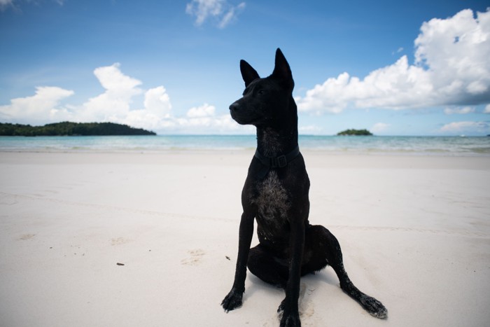 砂浜に座って遠くを見つめるタイワンドッグ
