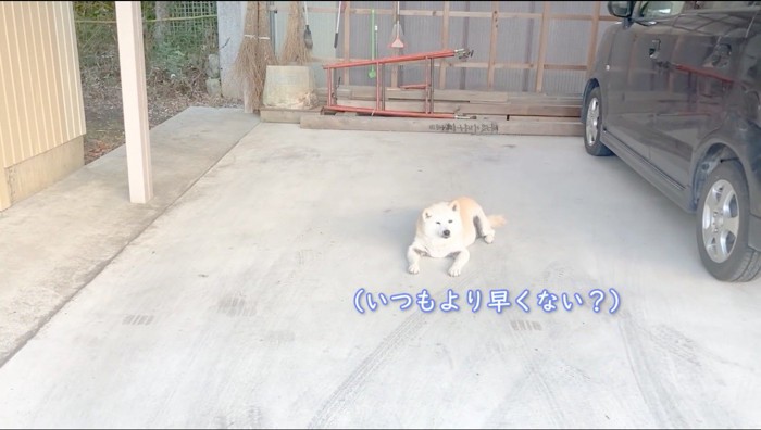 庭の駐車場でくつろいでいる犬