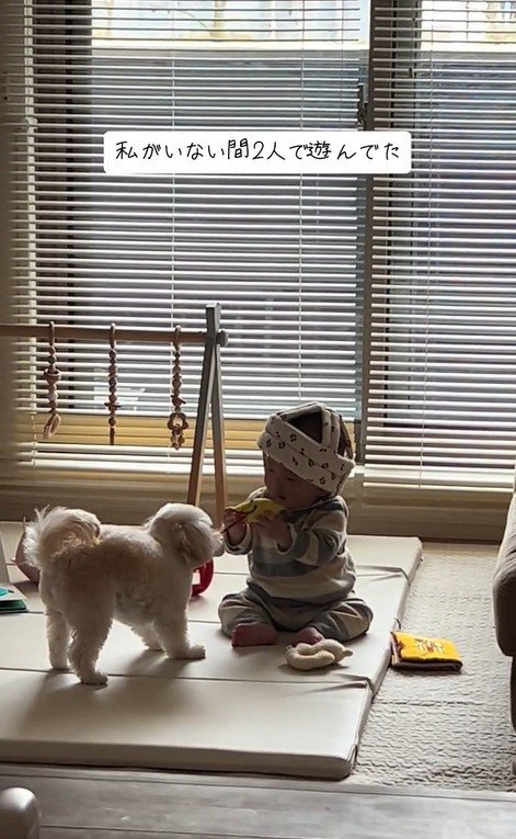 おもちゃで遊ぶワンコと赤ちゃん3