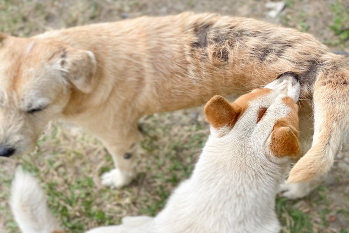 脱毛のある茶の犬、白っぽい犬