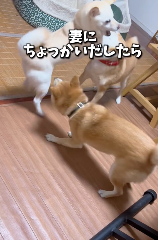 3匹で戯れ合う柴犬