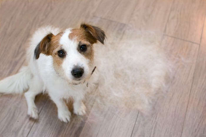 抜け毛の隣に座る犬