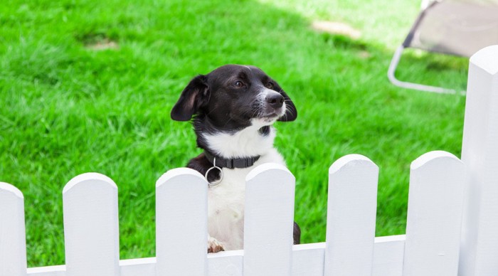 柵の外を見る犬