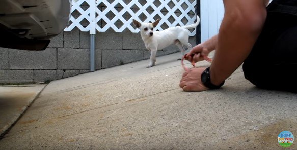 犬に近づく人