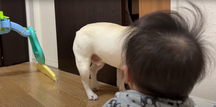 部屋の扉が開き飼い主のもとへ歩き出すフレンチブルドッグ