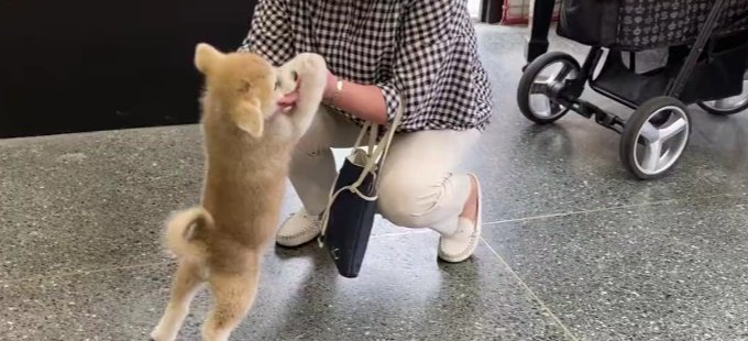 秋田犬