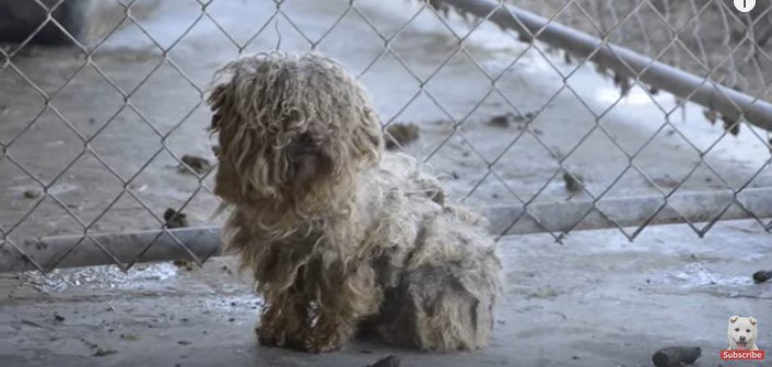 全ての犬が放置されていた