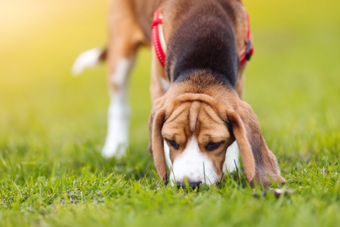 地面を嗅ぐ犬