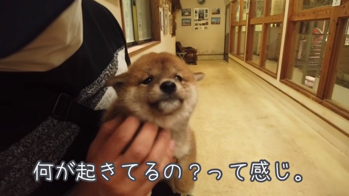 震える柴犬