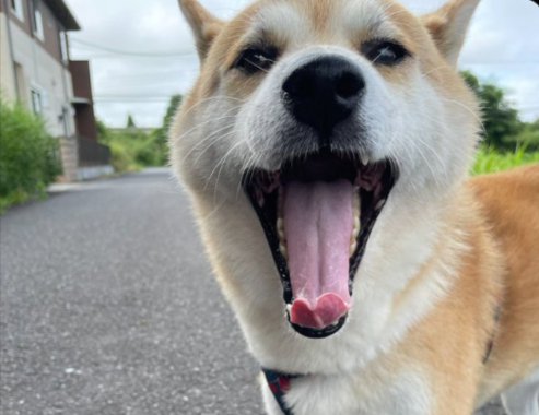 ニコニコ