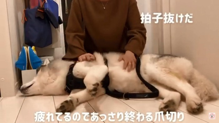 爪切りが終わった文太くん