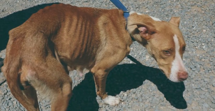 屋外に痩せた犬