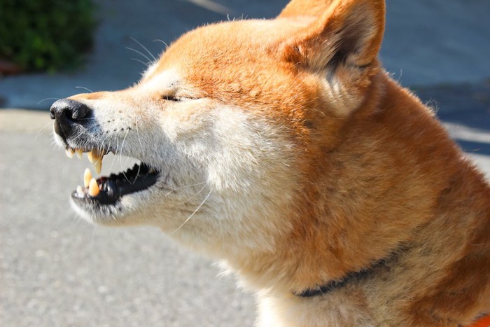 目を閉じて口を開けた柴犬