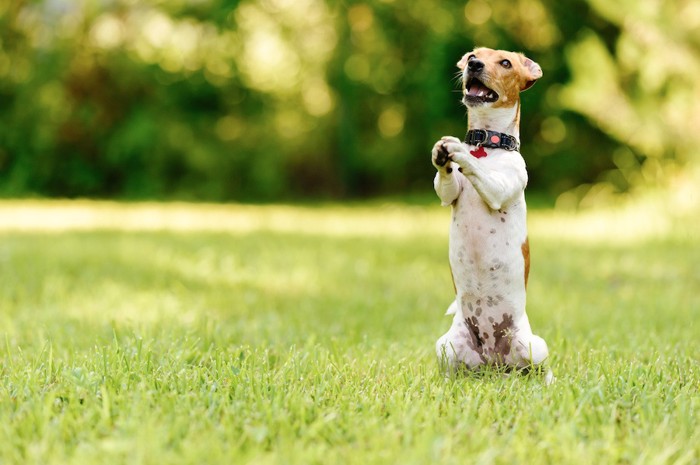 祈りのポーズをする犬