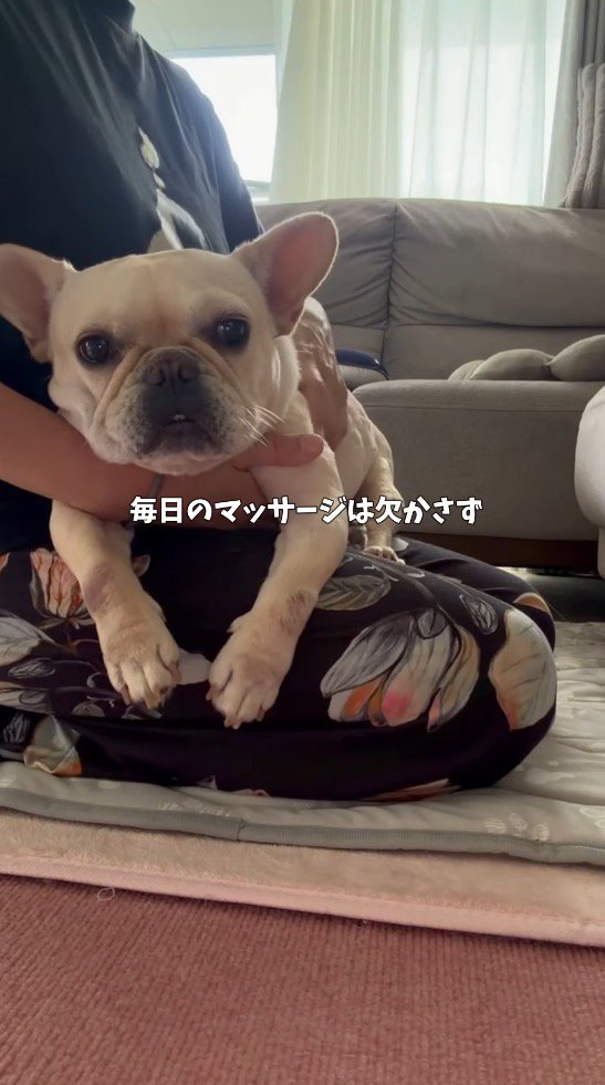 フレンチブルドッグを膝に乗せてマッサージする女性