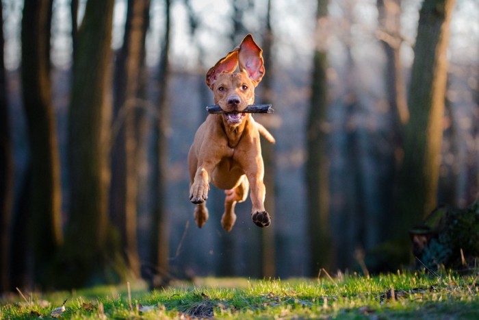 スティックを咥えて走る犬